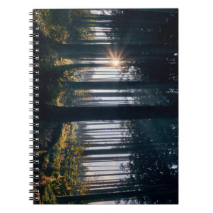 Bos, bomen, zonlicht notitieboek