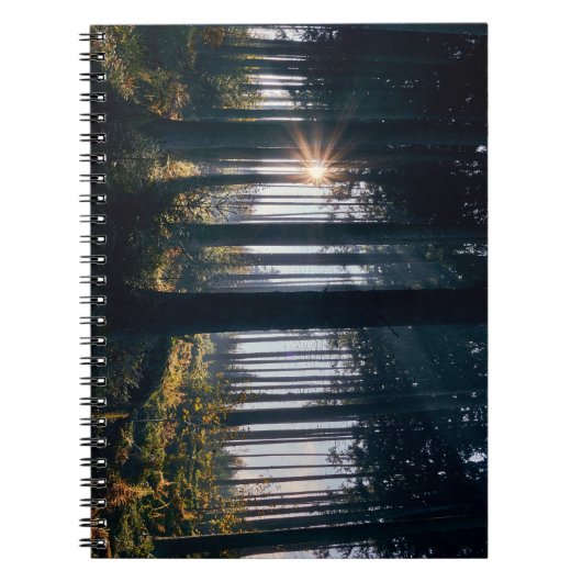 Bos, bomen, zonlicht notitieboek (Voorkant)