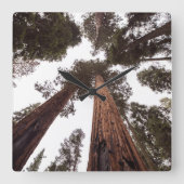 bos, boom vierkante klok (Voorkant)