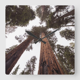 bos, boom vierkante klok