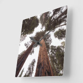 bos, boom vierkante klok (Hoek)