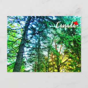 Bos bosland mengeling van bomen Canada Briefkaart