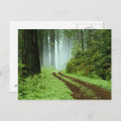 Bos Briefkaart (Voorkant / Achterkant)