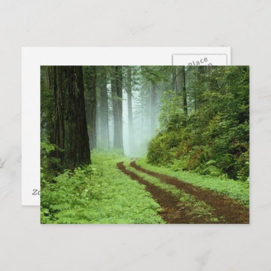 Bos Briefkaart (Voorkant / Achterkant)