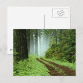 Bos Briefkaart (Voorkant / Achterkant)