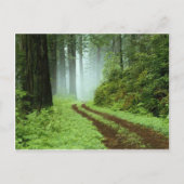 Bos Briefkaart (Voorkant)