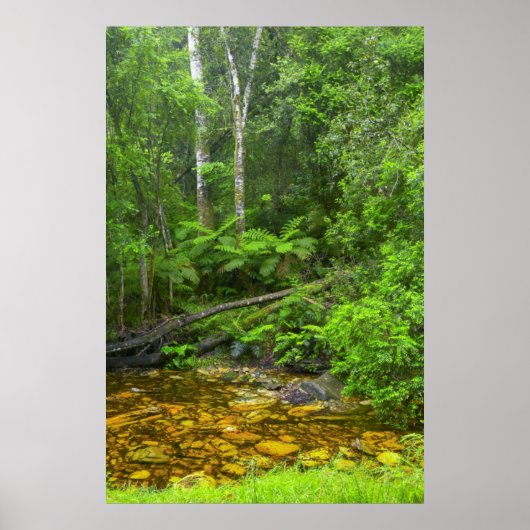 Bos, De Knysna-Amatole Bergbossen Poster (Voorkant)