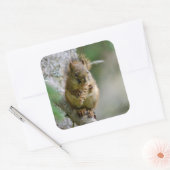 Bos eekhoorn op tak vierkante sticker (Envelop)