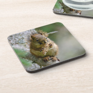 Bos Eekhoorn – Wildlife Design Bier Onderzetter
