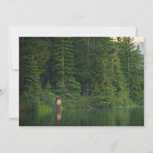 Bos | Elk in het nationale park Alberta Banff Bedankkaart (Voorkant)