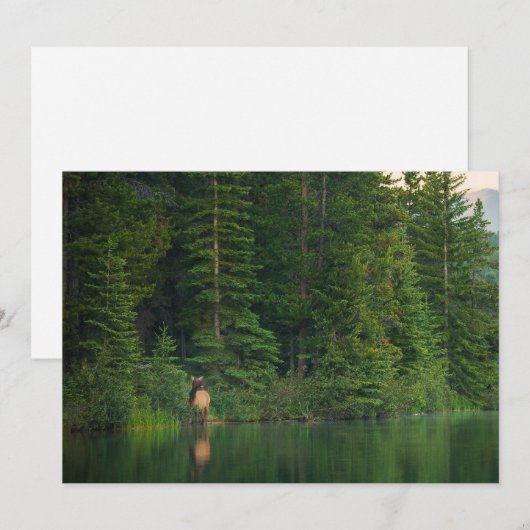 Bos | Elk in het nationale park Alberta Banff Bedankkaart (Voorkant / Achterkant)