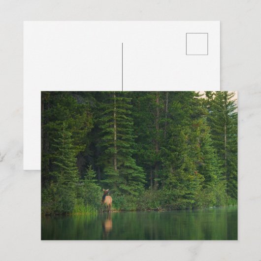 Bos | Elk in het nationale park Alberta Banff Briefkaart (Voorkant / Achterkant)