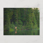 Bos | Elk in het nationale park Alberta Banff Briefkaart (Voorkant)