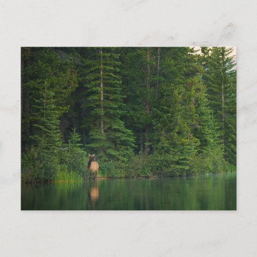 Bos | Elk in het nationale park Alberta Banff Briefkaart (Voorkant)