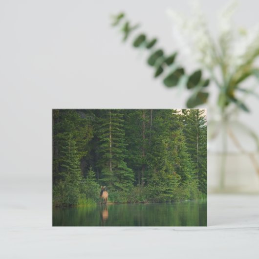 Bos | Elk in het nationale park Alberta Banff Briefkaart (Staand voorkant)