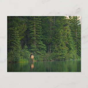 Bos   Elk in het nationale park Alberta Banff Briefkaart