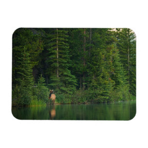 Bos   Elk in het nationale park Alberta Banff Magneet