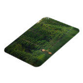 Bos | Elk in het nationale park Alberta Banff Magneet (Linkerzijde)