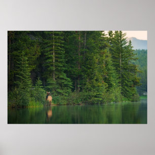 Bos   Elk in het nationale park Alberta Banff Poster