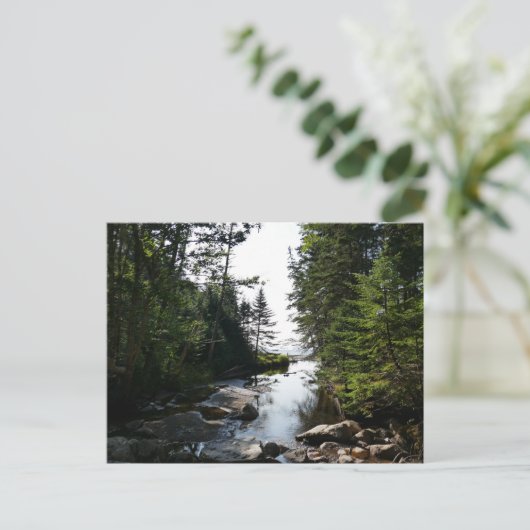 Bos in de buurt van Hunters Beach Briefkaart (Staand voorkant)