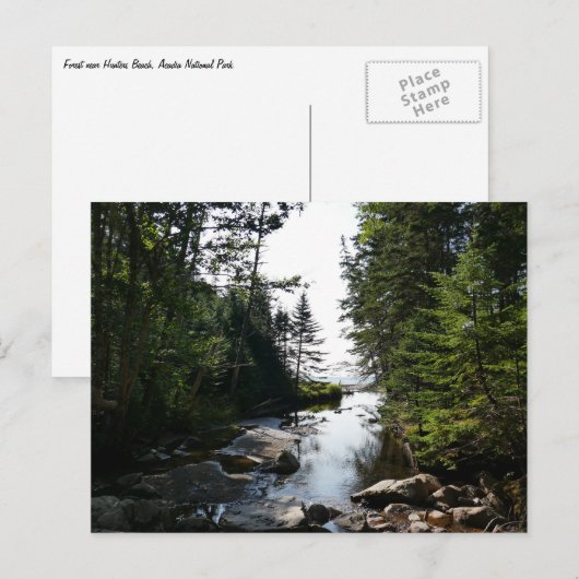 Bos in de buurt van Hunters Beach Briefkaart (Voorkant / Achterkant)