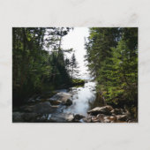 Bos in de buurt van Hunters Beach Briefkaart (Voorkant)