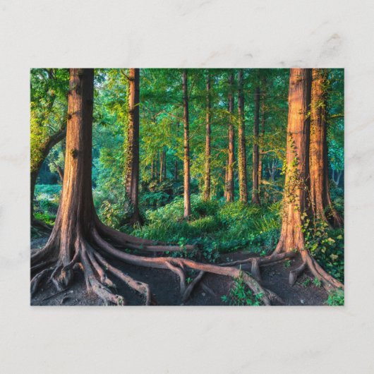 Bos in de zomer briefkaart (Voorkant)