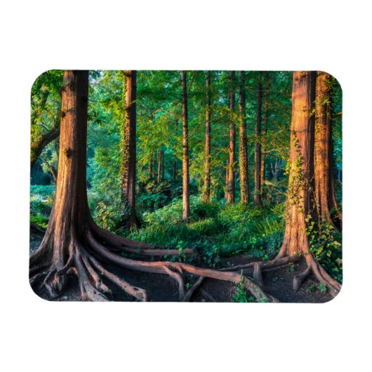 Bos in de zomer magneet (Horizontaal)