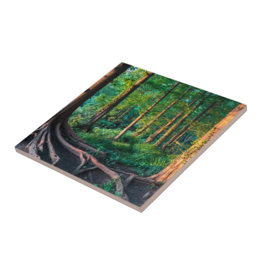 Bos in de zomer tegeltje (Zijkant)