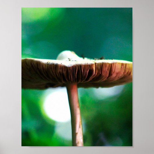 Bos Juwel Poster (Voorkant)