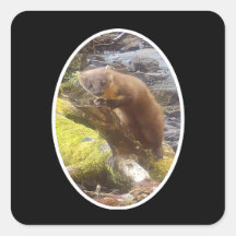 Bos Marter Bos Natuur Illustratie Woud