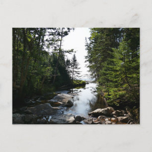 Bos nabij Hunters Beach in Acadia National Park Briefkaart