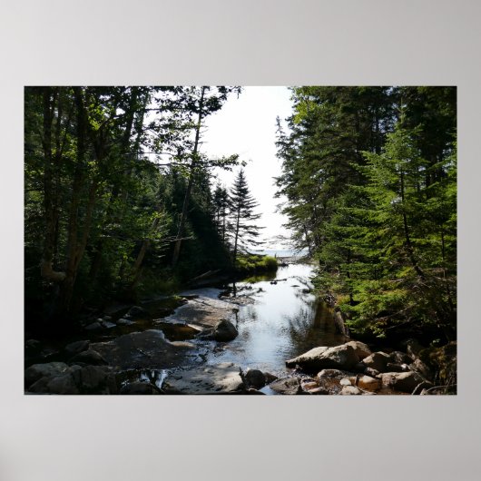 Bos nabij Hunters Beach in Acadia National Park Poster (Voorkant)