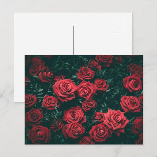 Bos rode rozen briefkaart (Voorkant / Achterkant)