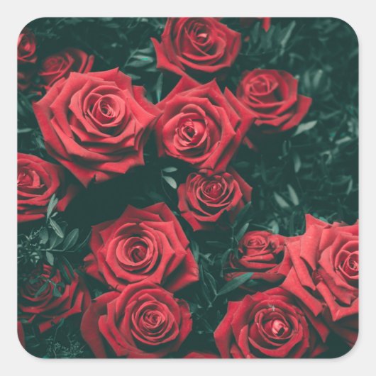 Bos rode rozen vierkante sticker (Voorkant)