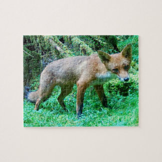 Bos Rode Vos Jongdier Kalm Natuurlijk Mos Omgeving Legpuzzel