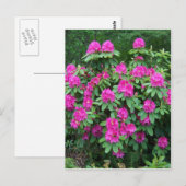 Bos Rododendron Briefkaart (Voorkant / Achterkant)
