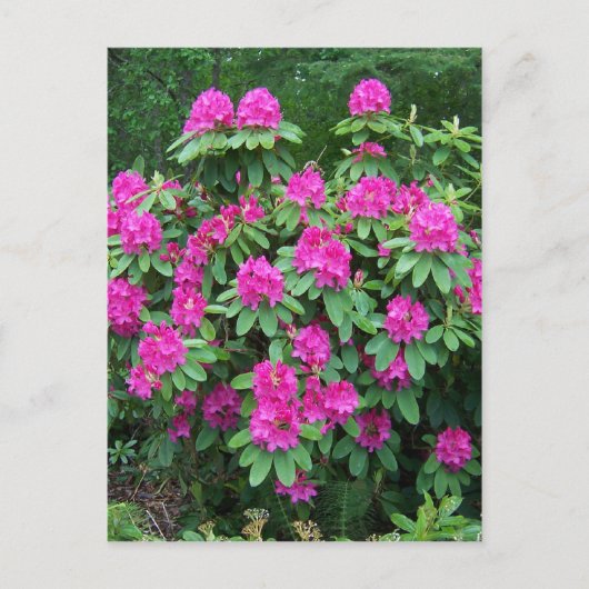 Bos Rododendron Briefkaart (Voorkant)