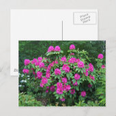 Bos Rododendron Briefkaart (Voorkant / Achterkant)