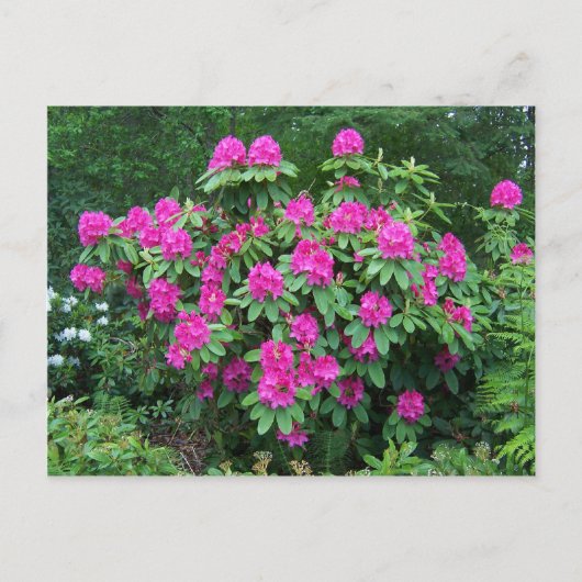 Bos Rododendron Briefkaart (Voorkant)
