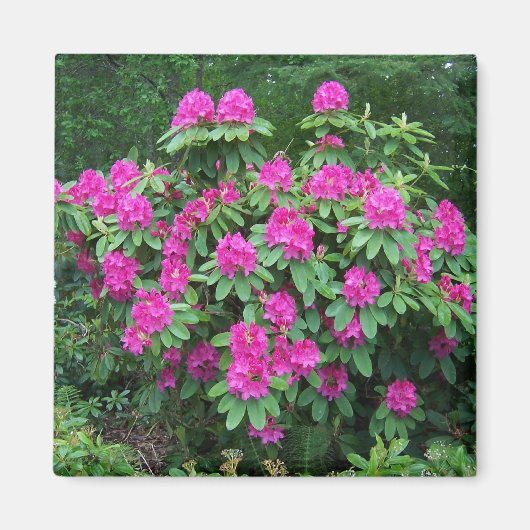Bos Rododendron Magneet (Voorkant)