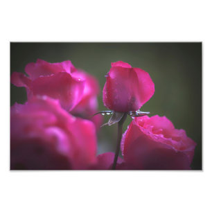Bos roze rozen (Landschap) Foto Afdruk