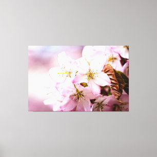 Bos Roze Sakura Tegen Een Roze Achtergrond Canvas Afdruk