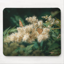 Bos thema met bloeiende bloem en vlinders