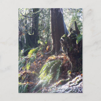 bos-"troll" in de sneeuw #2 briefkaart