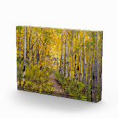 Bos van Aspen Trees Fotoblokken (Rechts)