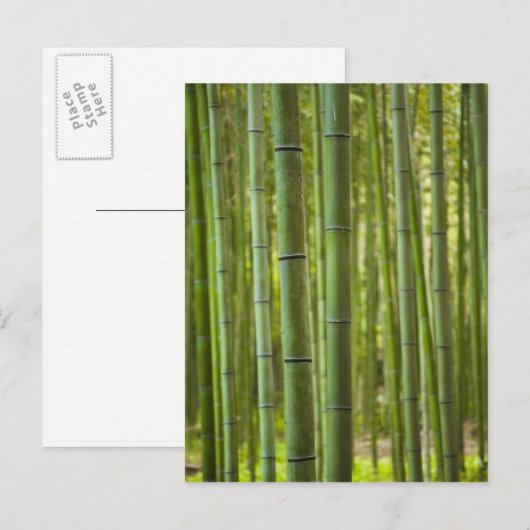 Bos van bamboe bomen in bos, Arashiyama Briefkaart (Voorkant / Achterkant)
