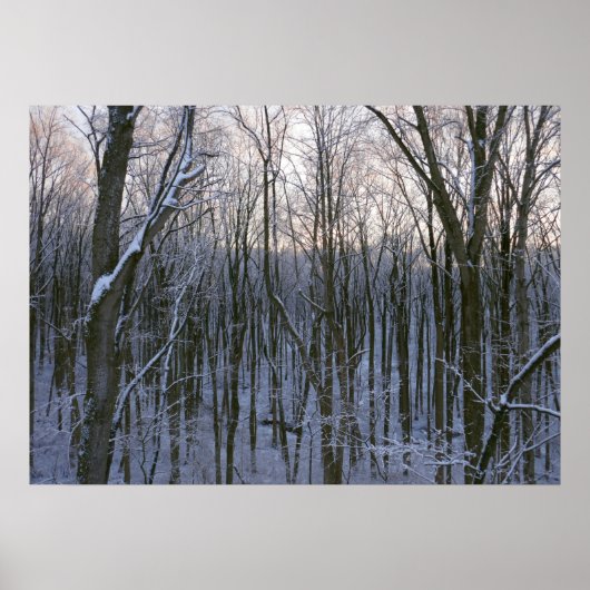 Bos van Besneeuwde Bomen Poster (Voorkant)