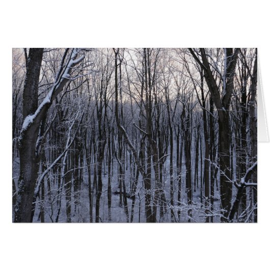 Bos van Snowy Trees (Voorkant Horizontaal)