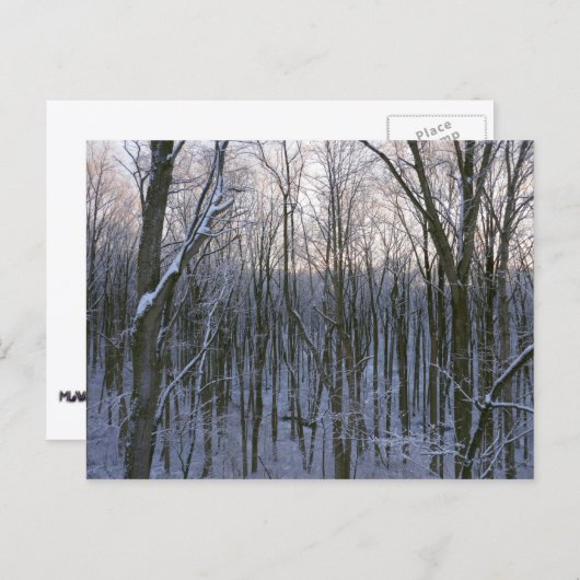 Bos van Snowy Trees Briefkaart (Voorkant / Achterkant)